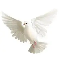 和平鸽头像_微信头像图片大全