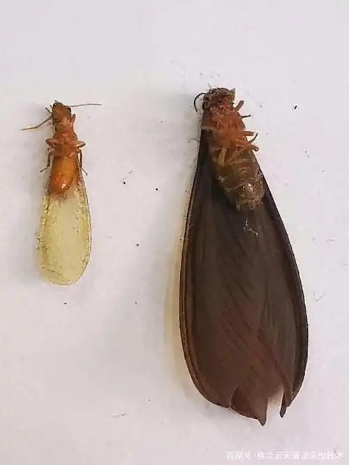 珠海市处于亚热带地区,靠近沿海,有山 有海,回南天  潮湿容易滋生白蚁