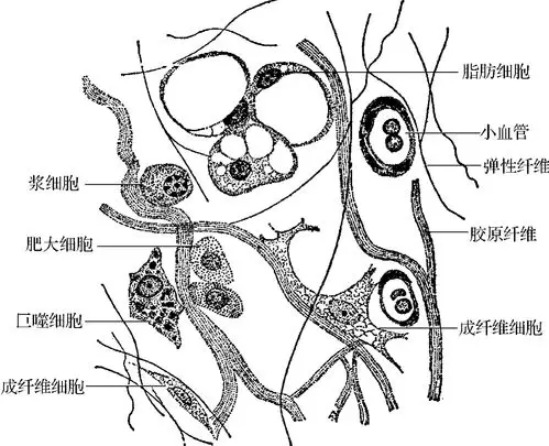疏松结缔组织网状纤维有何特征