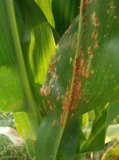 玉米看图识病虫害