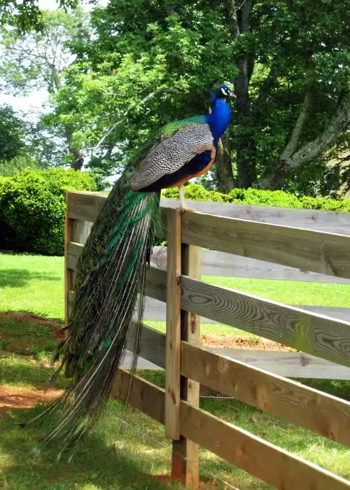 美丽的长尾孔雀图片1366x768分辨率查看