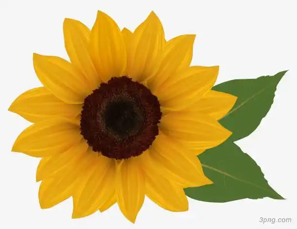 一朵黄色太阳花png素材透明免抠图片-动植人物