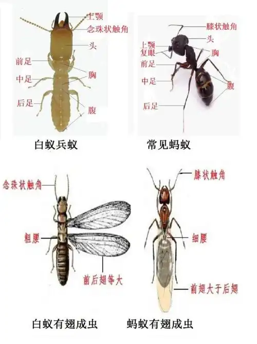 住建局预警成都白蚁分飞期来了一旦发现请立即拨打这个电话