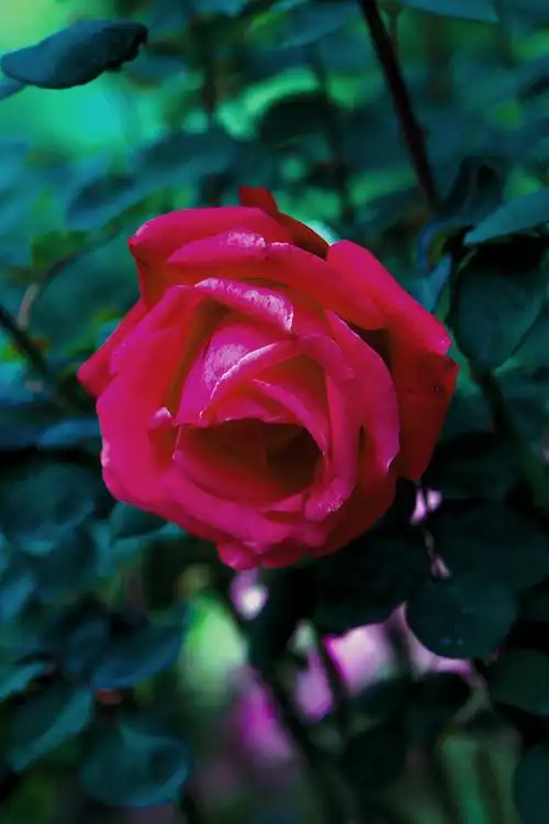 可爱的一朵玫瑰花