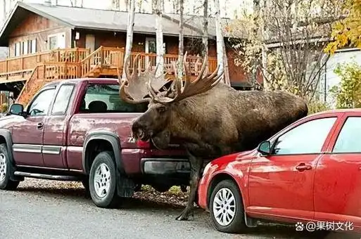 驼鹿为了寻找更多食物,开始频繁出没于人类居住区,甚至在路边引发车祸