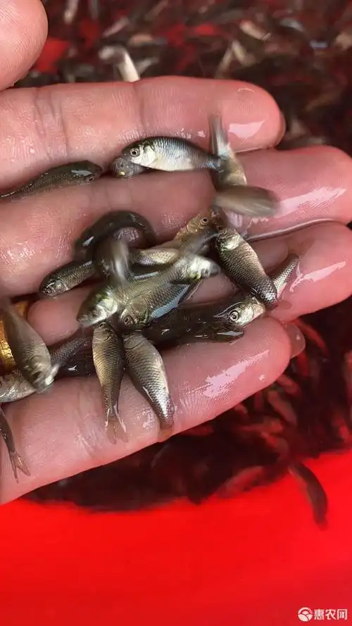 鲤鱼苗,建鲤,丰鲤,禾花鲤鱼苗