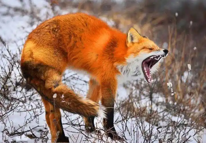 这三种狐狸体型巨大,但其中一种的可怕程度远超你的认知!