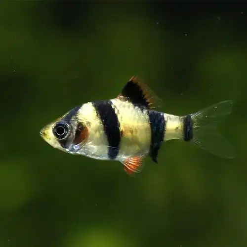 小型热带鱼图鉴多图