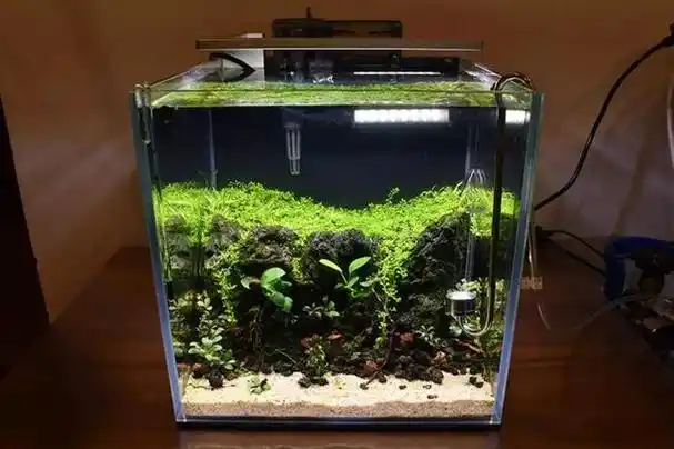 迷你小缸造景:历时百天的小缸终成景