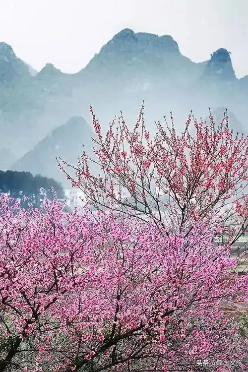 宁远桃花十里不如你