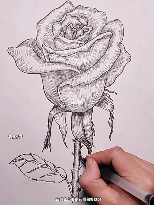 一起学画画玫瑰花