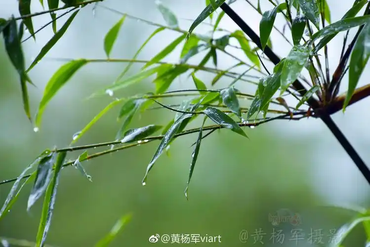 四月雨中绿叶竹