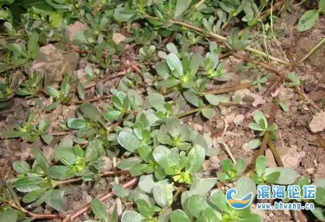 麻菜干馒头是不是孕妇不能吃啊!