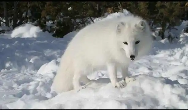 红云看世界——呼兰石公祠与白狐仙