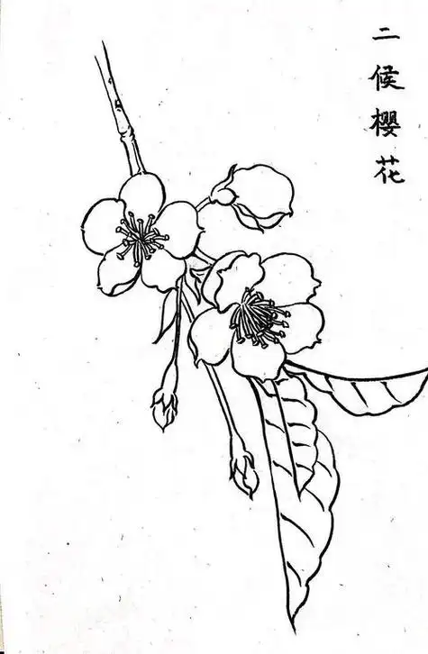 樱花简笔画 樱花简笔画手绘 | 多想派