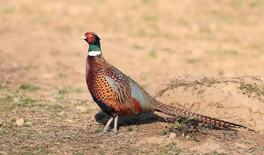 [林鸟] --- 环颈雉鸡