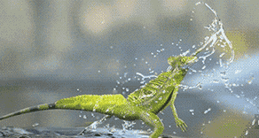 这波轻功水上漂,才叫真正的高手!