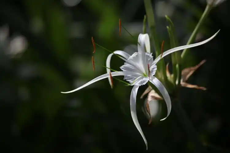 水鬼蕉图片 水鬼蕉花图片 水鬼蕉植物图片