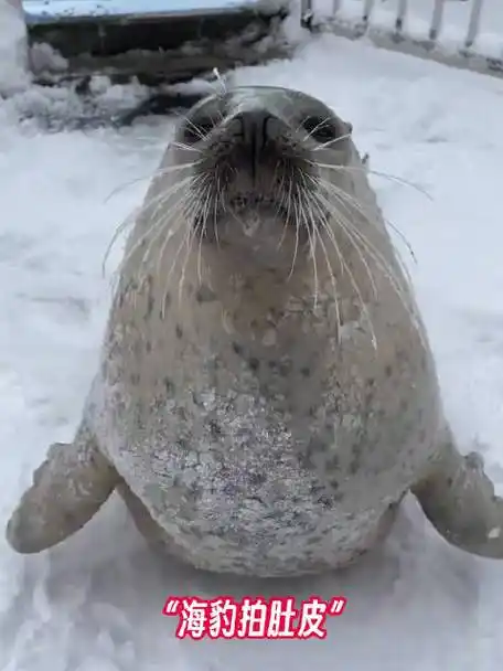 好好鼓励海豹的话,它就会拍打自己的小肚子,真是"豹可爱"啦#新年快乐