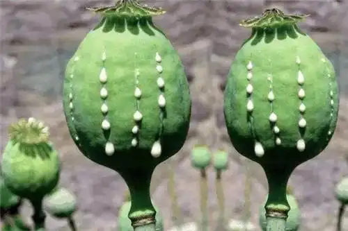 人为刀刻后,受伤的罂粟果实留出白浆
