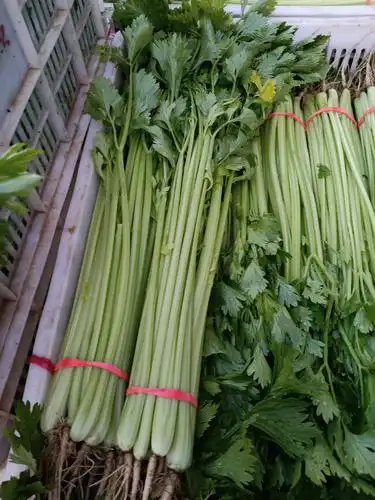 发布信息,请使用万农网app