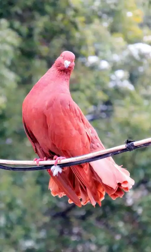 孔尾鸽飞大雪天 20180128记于杨浦公园一 益铭