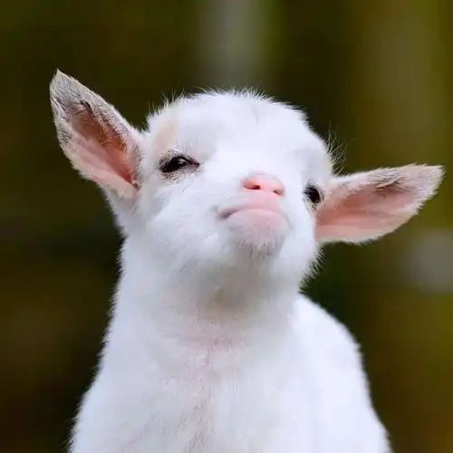 看到了一个好萌的小羊!