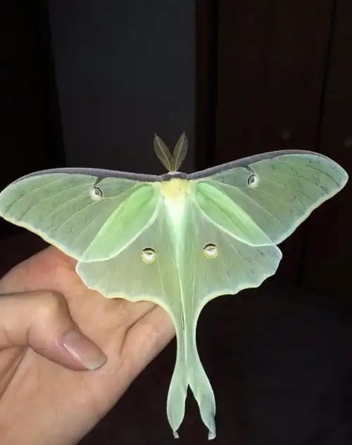 朔望,月型天蚕蛾长这样,图源不明,转侵删))) me在努力码大结局了