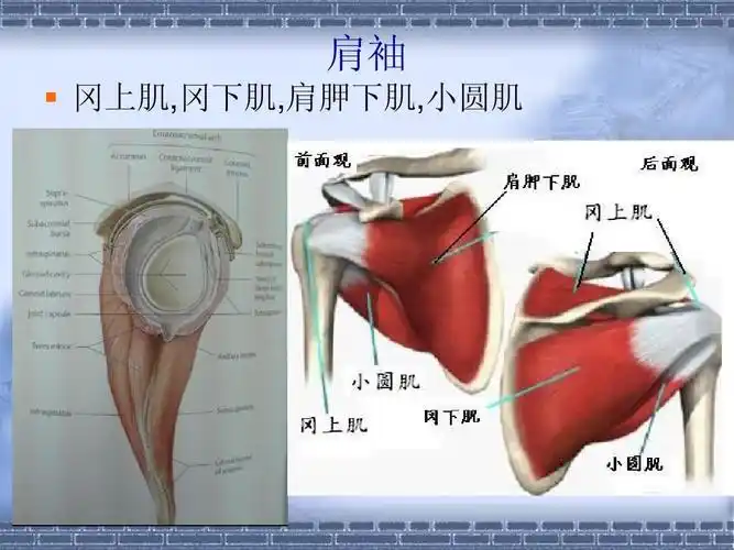 肩袖   冈上肌,冈下肌,肩胛下肌,小圆肌