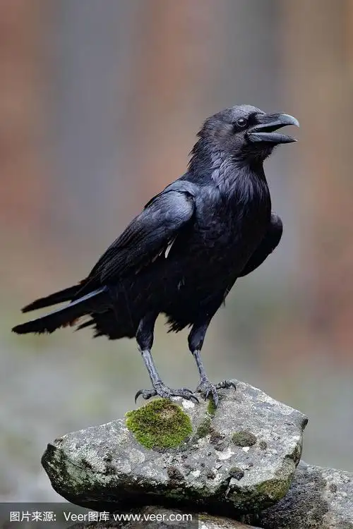 礁石上的乌鸦.大自然的野生动物景象.大嘴鸟.秋天森林里的鸟.