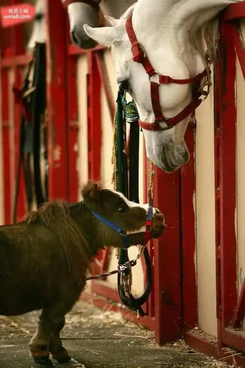 全世界最小的迷你马好有治愈系能量的小动物
