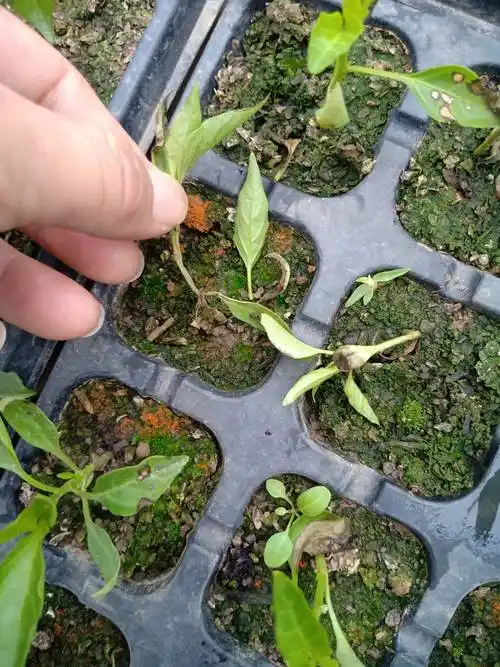 大棚辣椒苗从中间烂软整颗死