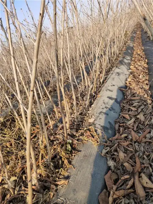 齐早樱桃苗表现 1公分矮化根系发源地