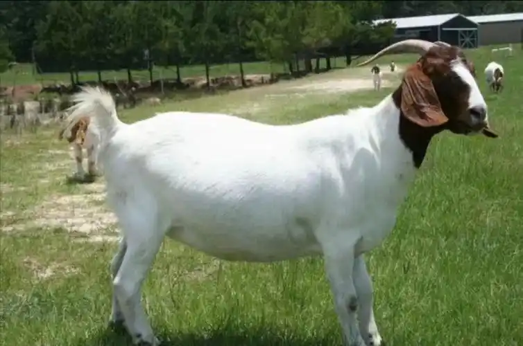 纯种波尔山羊小羊羔种羊波尔山羊小羊活苗怀孕母羊成年种公羊包活