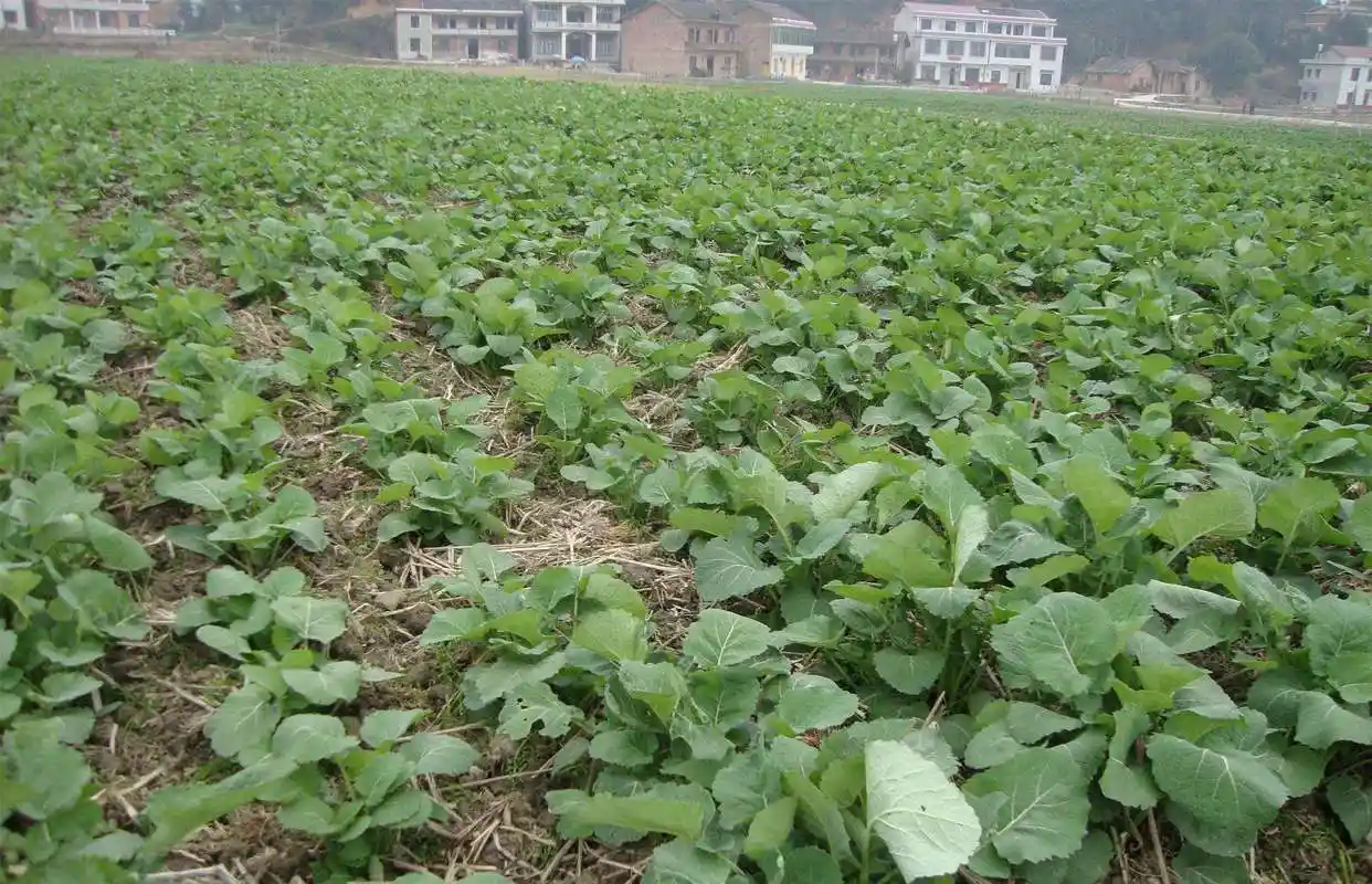 农村种来榨油的油菜,没想到嫩苗炒来吃很美味,别错过季节