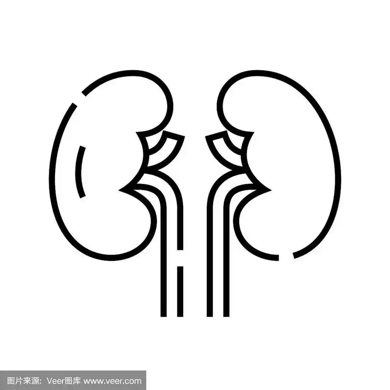 肾内器官线符号,概念符号,轮廓矢量图解,线形符号