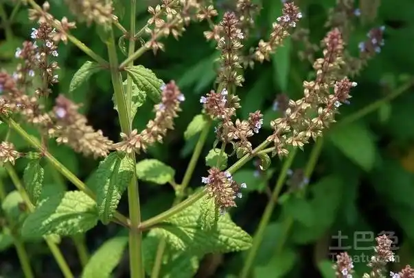 雪见草的功效作用