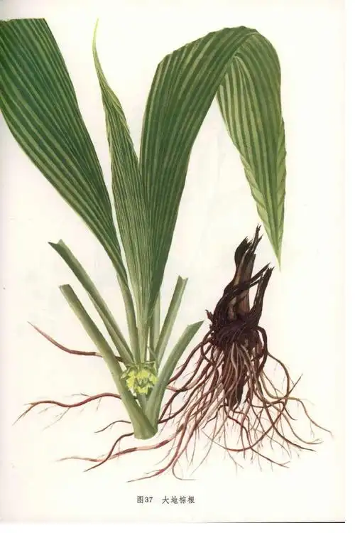 大地棕根 - 求真百科