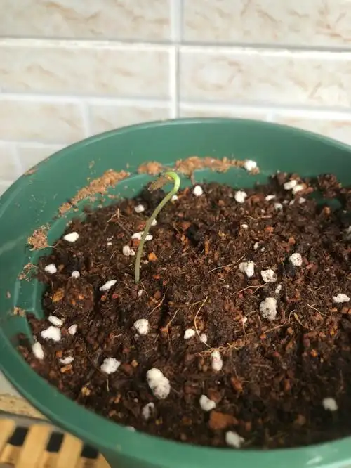 的花种子,播种记录生长过程,9月13号播种,到今天才知道是玛格丽特95