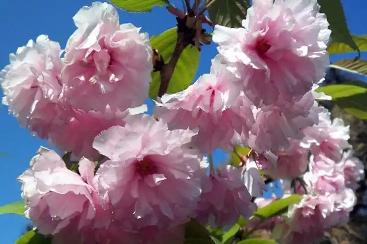 p>重瓣粉红海棠花,蔷薇目蔷薇科植物,生于平原或山地,海拔50—2000米