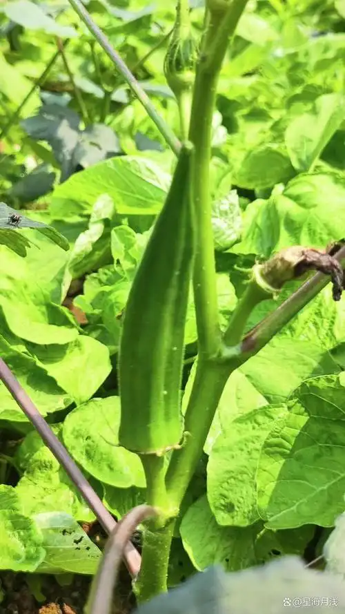 咖啡黄葵:又叫秋葵,花大而艳丽,果实尖塔形朝上生长