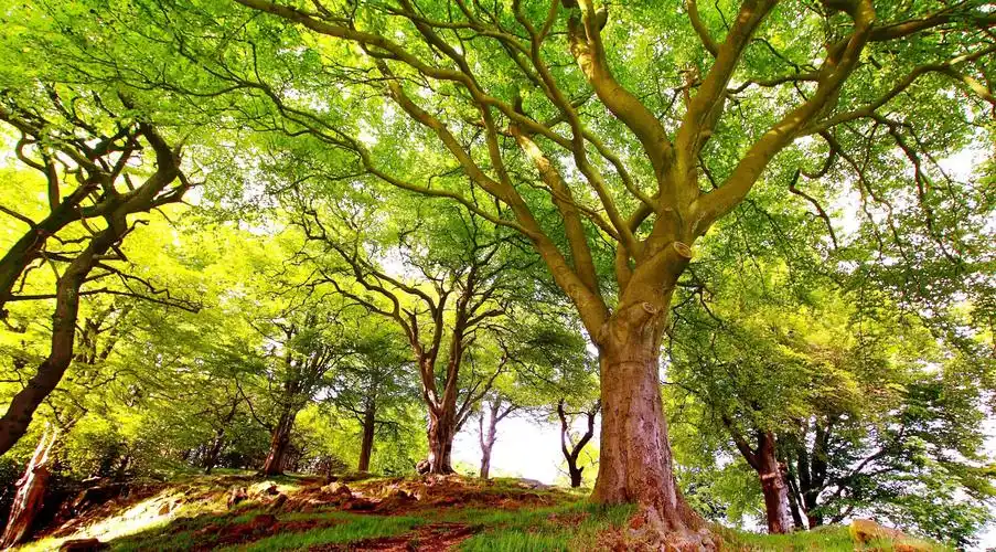 大树·图片编号为926001,上传时间为2013-08-07 19:07:52,图片为高清