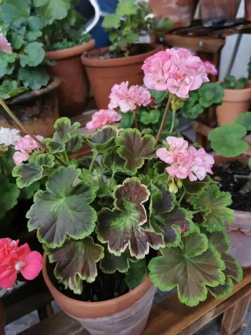 每日看花我的天竺葵品种一个九宫放不下