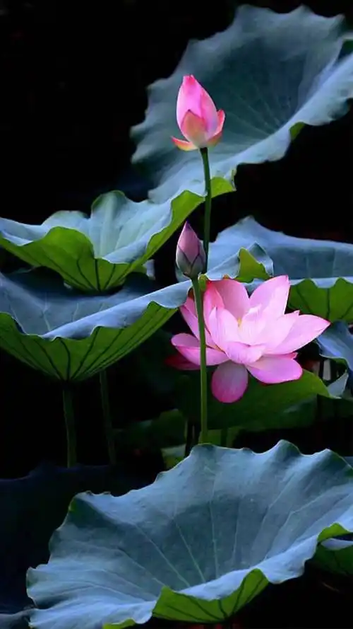 荷花图片大全大图唯美(荷花图片大全大图唯美 头像)