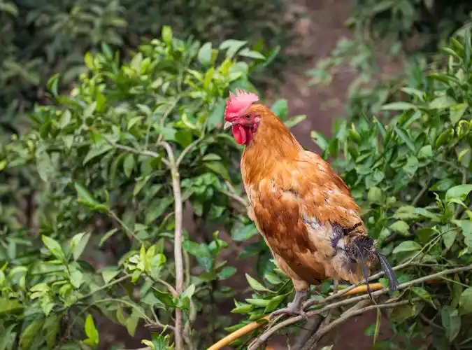 0天8个月柴公鸡 次日发货