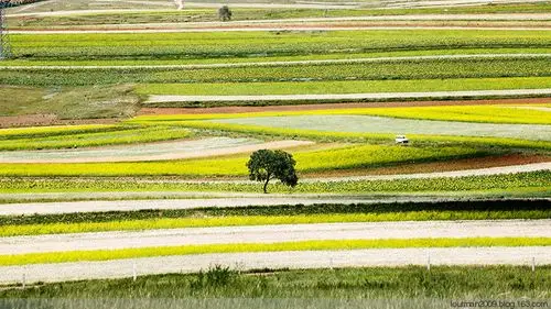 绚丽多彩的武川田野
