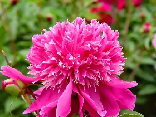 芍药花盛开 - 沂南摄影 - 沂南论坛