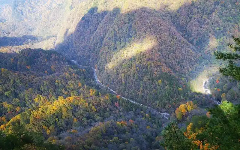 国际珍稀动物保护日丨秦岭熊哥哥守护野生动物42年