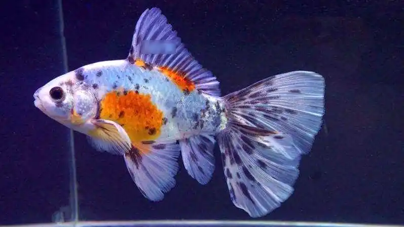 十大难养的金鱼品种 金鱼难易排行榜