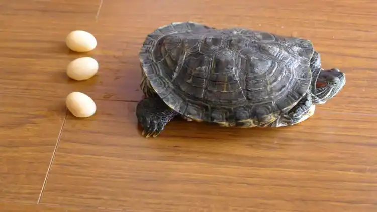 巴西龟生蛋记 - 毓秀凌波 - 我的博客